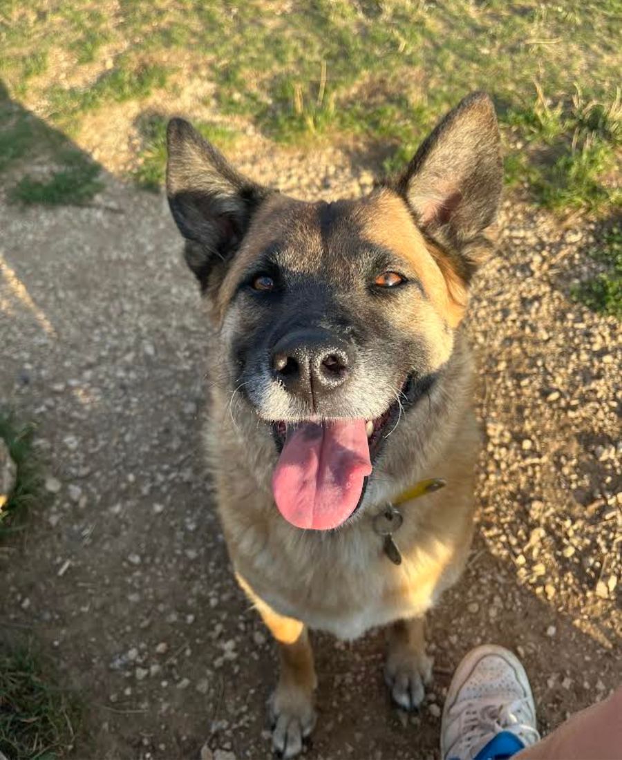 Masha, the friendly 7-year-old mixed-breed dog from Guadeloupe